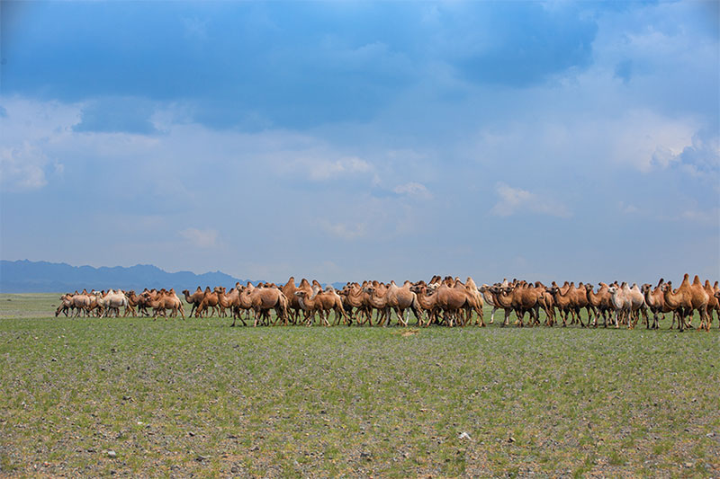 mongolia camels gobi 